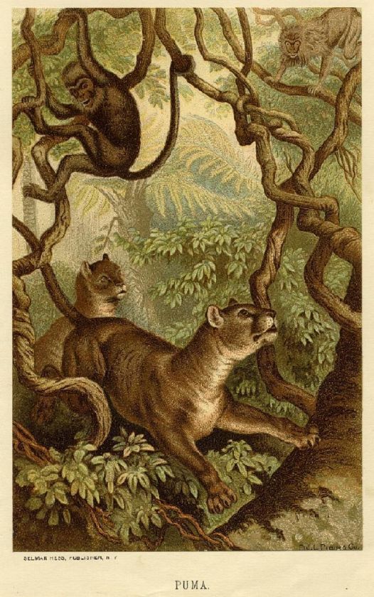 1885 Prang Chromo PUMA/PANTHER/JAGUAR/LION Print L@@K  