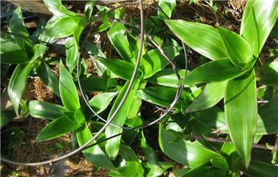 CALLISIA FRAGRANS FAMILY DOCTOR PLANT   ZOLOTOI YC  