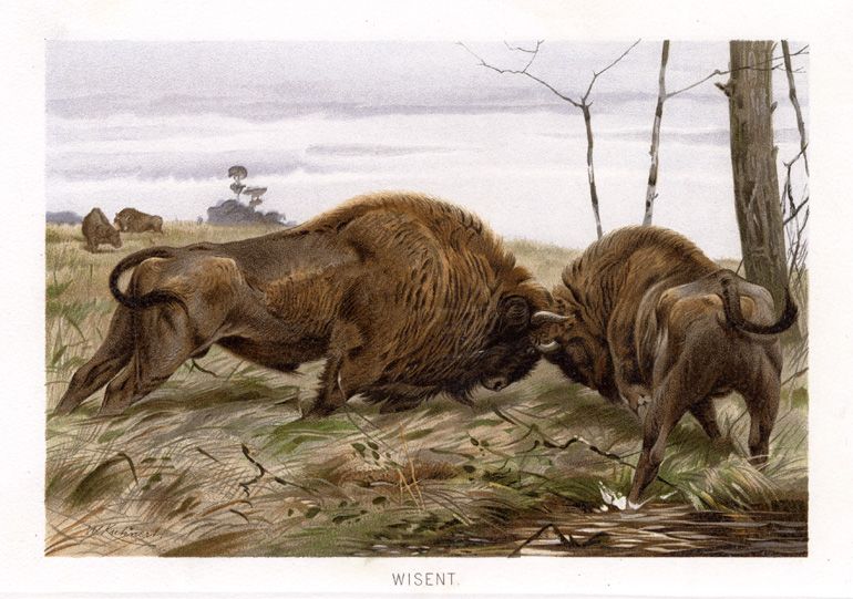 Antique Print WISENT EUROPEAN BISON ATTACK Brehm 1892  