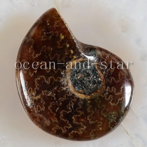 Whole Ammonite Fossil Cabochon CAB A82272(Free Ship)  