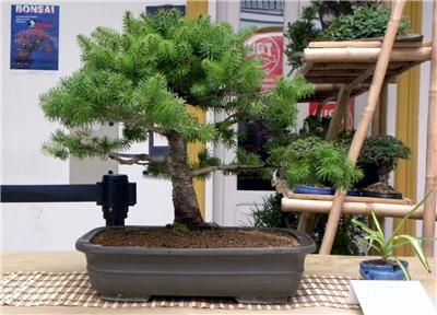 Spanish Fir Abies Pinsapo BONSAI SEEDS E 87  