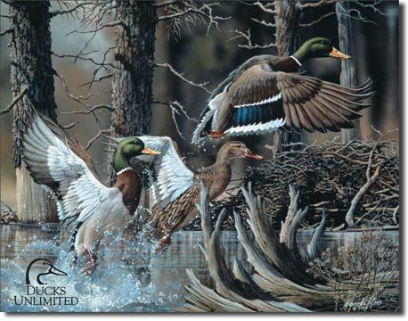 DU DUCKS UNLIMITED Mallard Beaver Pond Hunting Tin Sign  