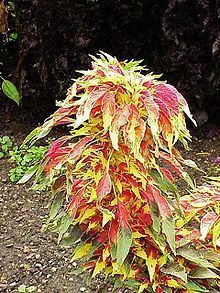 RARE*6 8FT.*GIANT AMARANTHUS TRICOLOR JOSEPHS COAT *25 SEEDS 