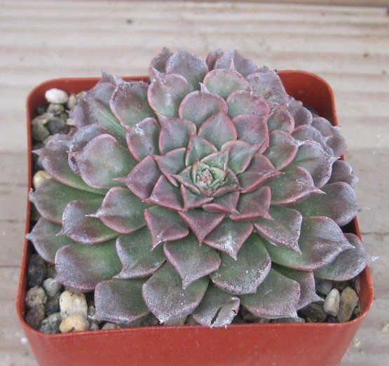 Tacitus bellus Great Purple Blue Rosette Red Flower Succulent Plant 