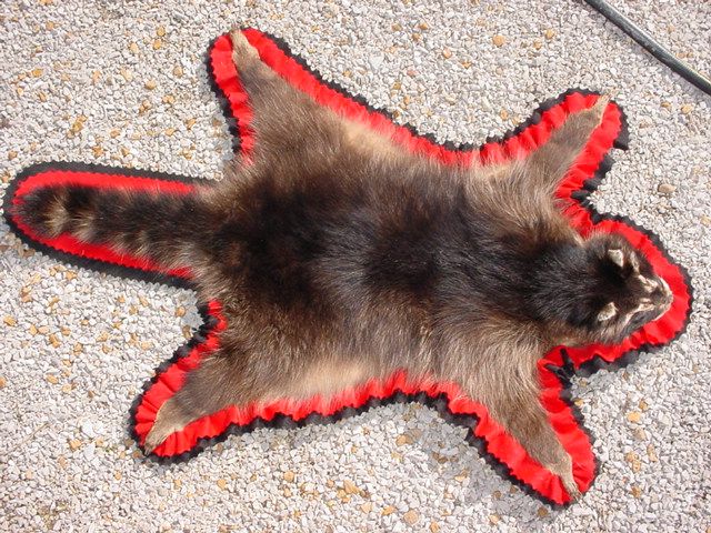 Raccoon Rug for Hunting Cabin/lodge Decor Fur skin hide  