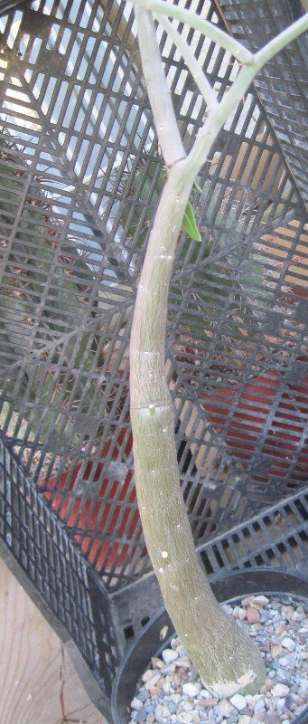 Adenia venenata Tall Striated Green Elegant Caudex 26  