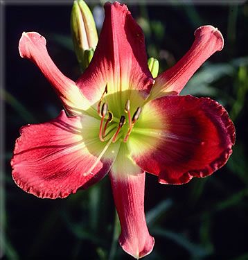 ART GALLERY QUILLING   DF   B7B Lambertson 1999 DAYLILY  