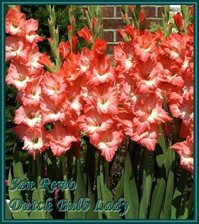 40 Gladiolus Corms ***53 Species Inside*** You Pick & Choose 