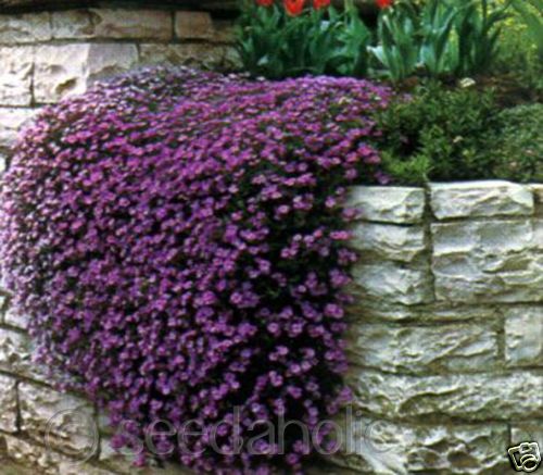 Aubrieta deltoidea Aubretia “Royal Violet”   180 Seeds  