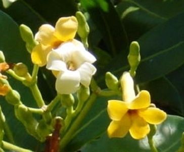 Fagrea berteriana Perfume Tree 10 seeds  