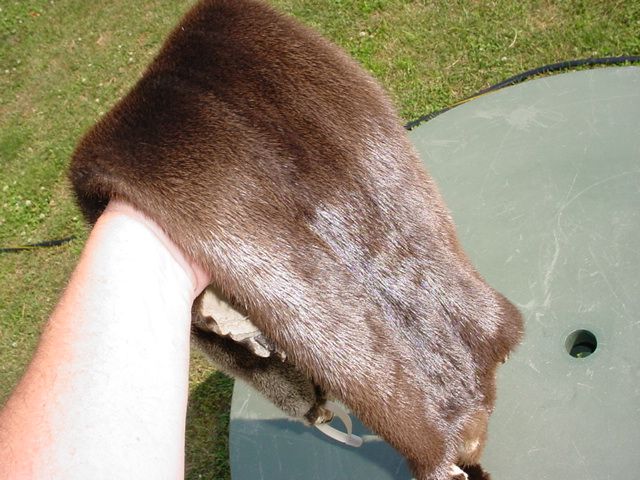 Missouri River Otter pelt. CITES tag # MO 0001205 51 inches tip to tip 