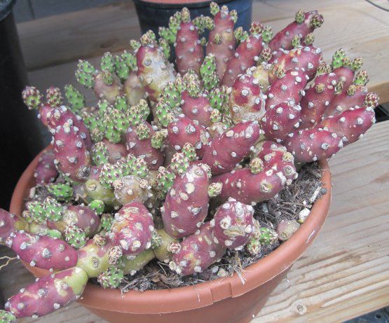 Opuntia verschaffeltii THUMB BUTTONS Purple and Pink  