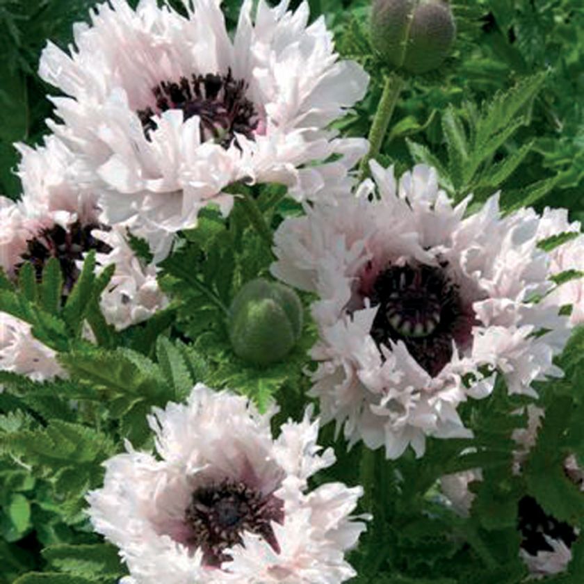   PIGGY~HARDY PERENNIAL PLANT,MAMMOTH 10 INCH FRINGED FLOWERS  