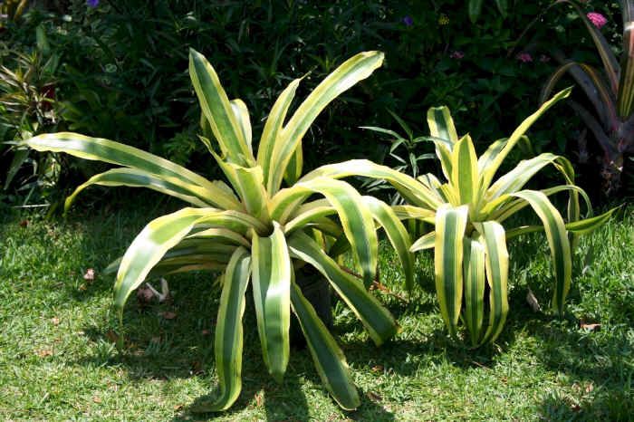 BROMELIADS Aechmea MEXICANA ALBO Tropical Beauty*  