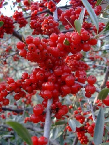   Olive, Elaeagnus umbellata, Tree Seeds, Edible Fruit Hardy  