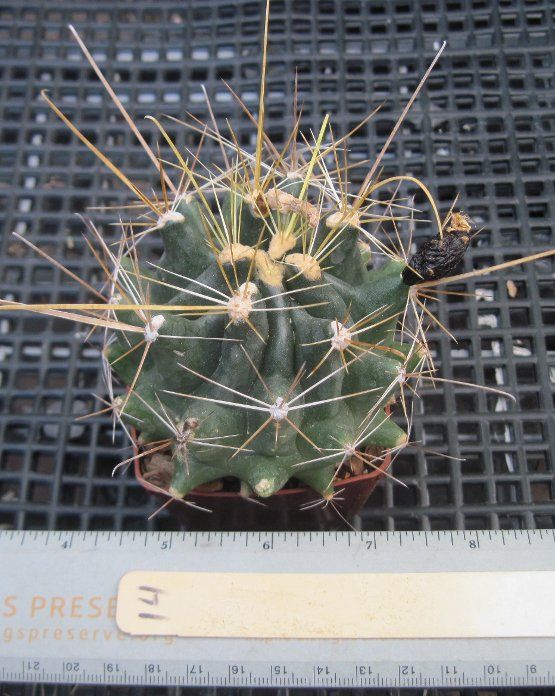 Ferocactus hamatacanthus ssp. sinuatus Extra Long Straw Spines 14 